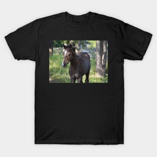 TB COLT T-Shirt